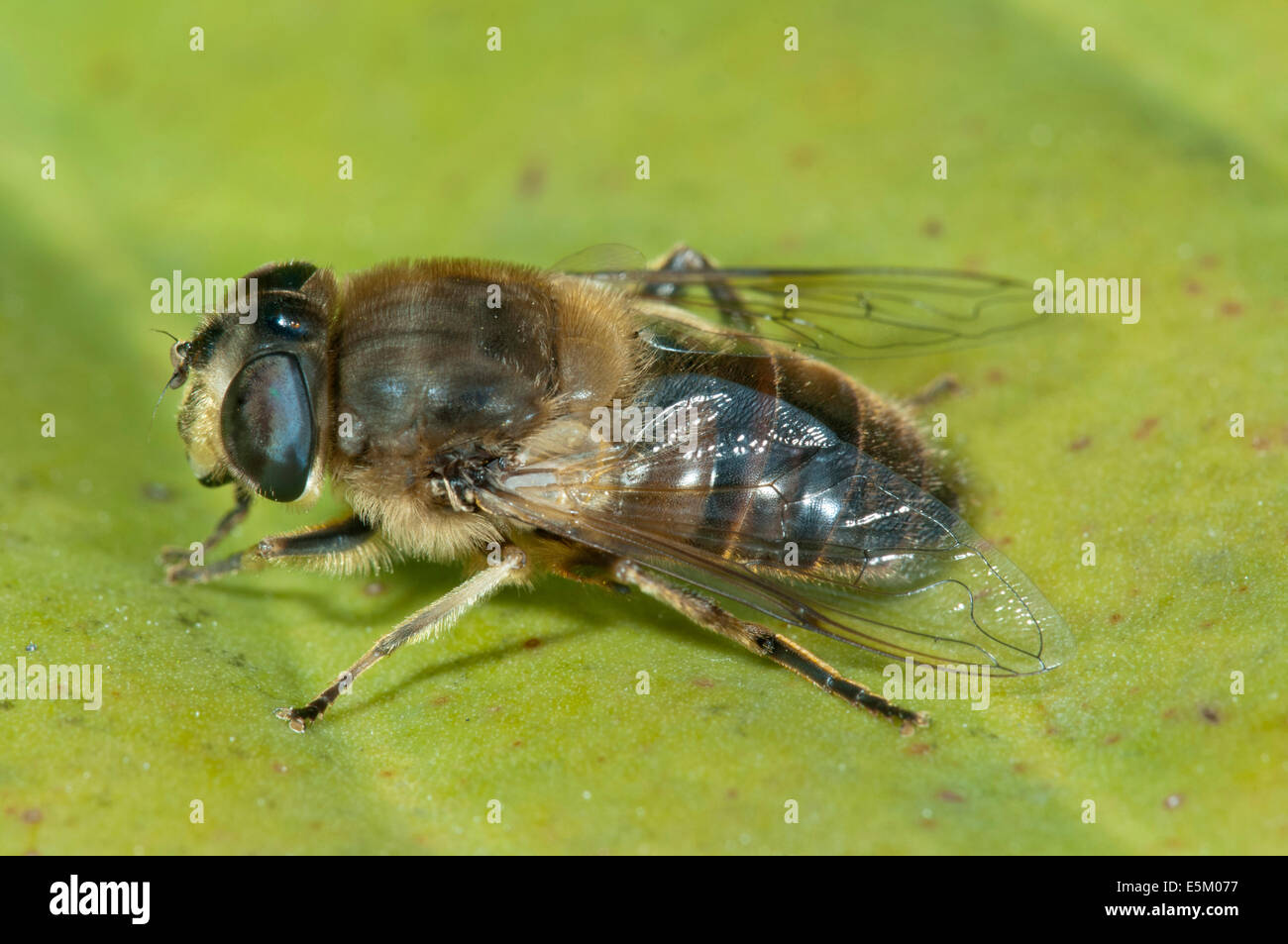 Dronefly (Eristalis Tenax), Weiblich, Baden-Württemberg, Deutschland Stockfoto