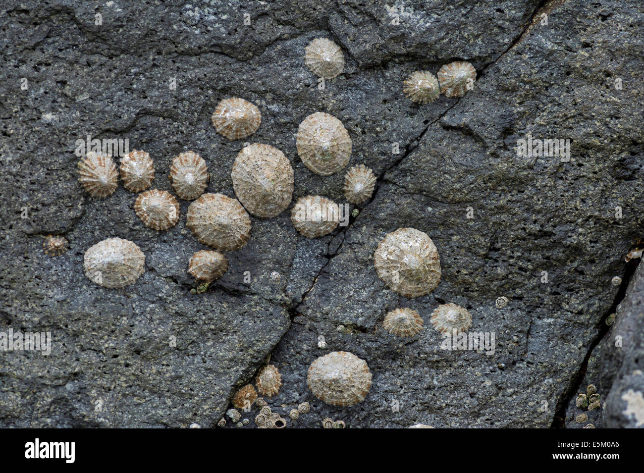 Napfschnecken (Patellidae) wächst in der Brandungszone auf Felsen, Färöer, Dänemark Stockfoto
