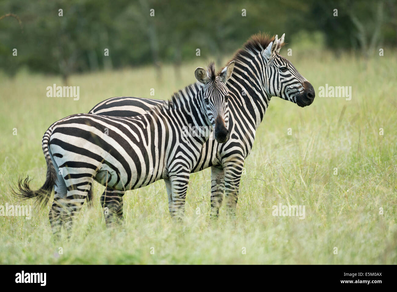 Ebenen Zebras (Equus Quagga), Lake Mburo National Park, Uganda Stockfoto