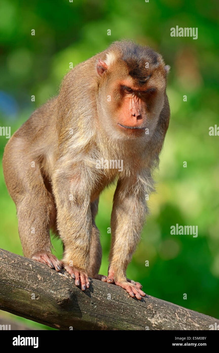 Südlichen Schwein-tailed Macaque oder Sunda-Schwein-tailed Macaque (Macaca Nemestrina), Männlich Stockfoto