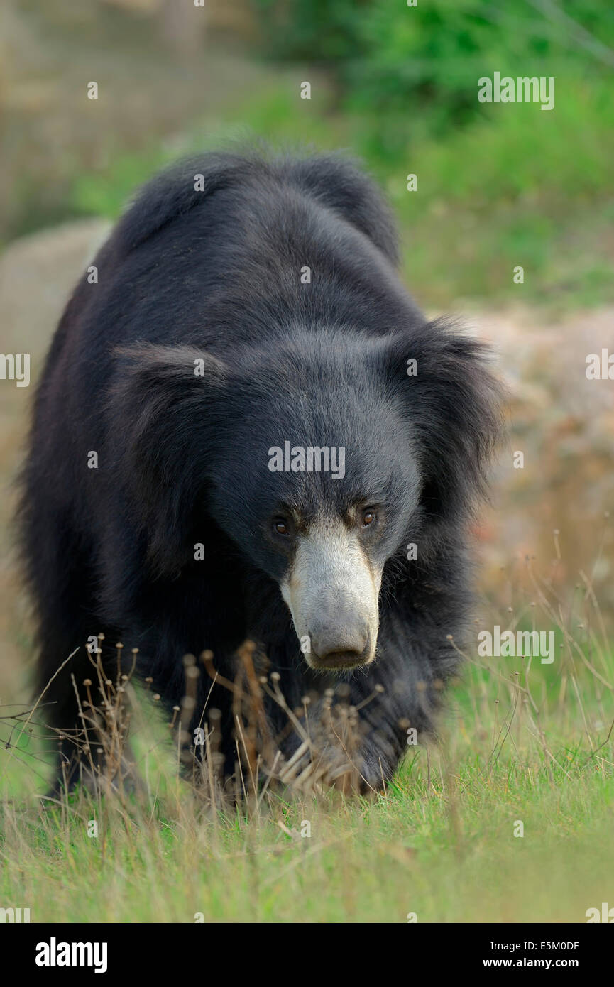 Faultiere, Stickney Bär oder Labiated tragen (Melursus Ursinus, Ursus Ursinus) Stockfoto