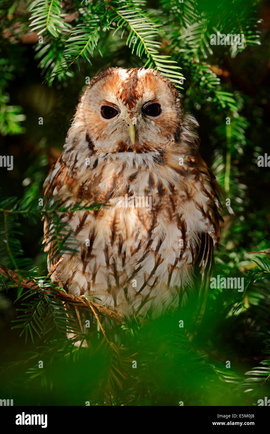 Waldkauz (Strix Aluco), North Rhine-Westphalia, Deutschland Stockfoto