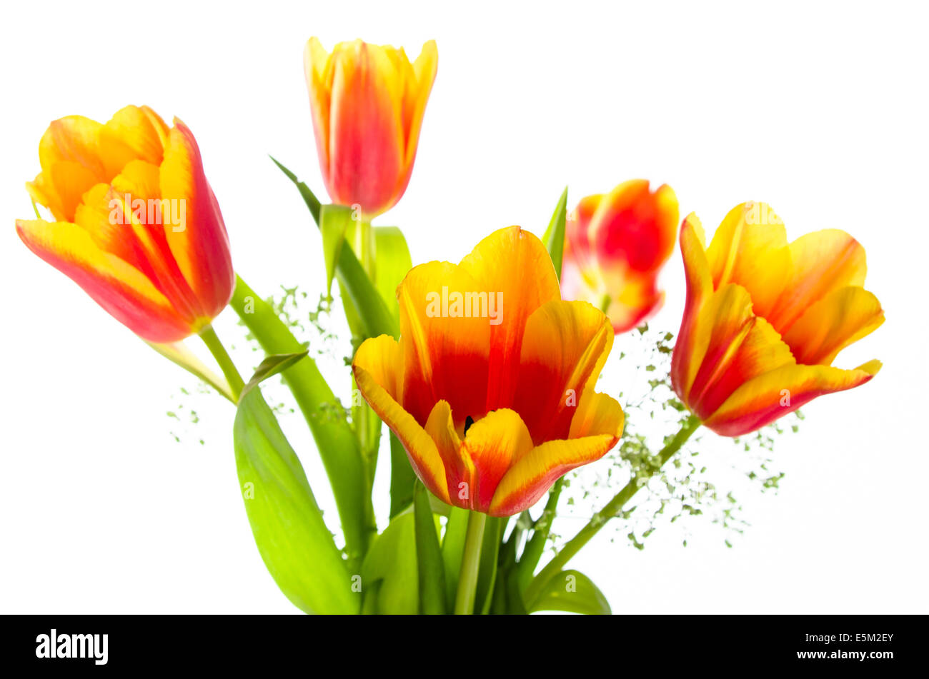 Bouquet von gelb-rote Tulpen, es ist isoliert auf weiß Stockfoto