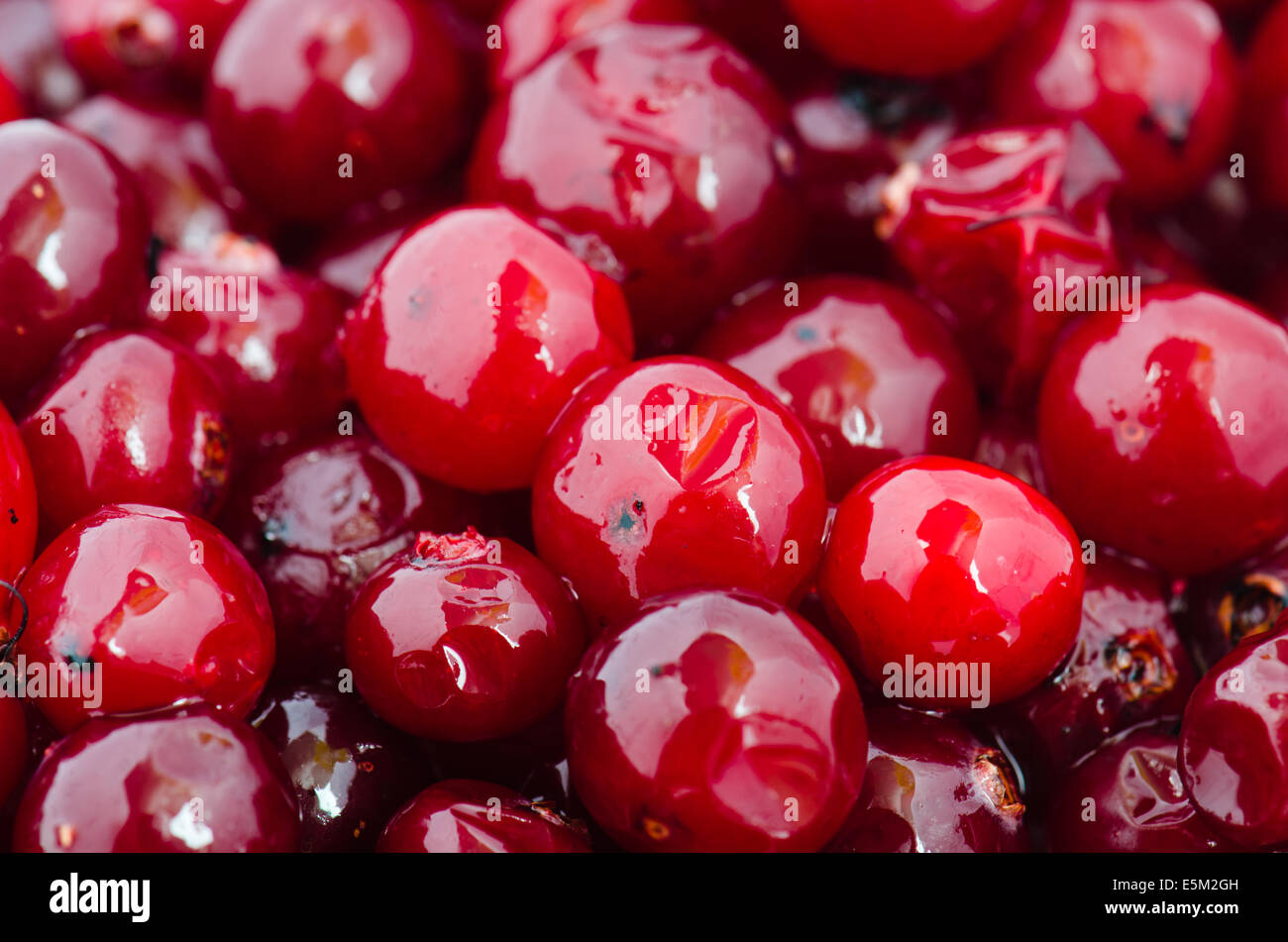 Die defrozen Cranberry, Nahaufnahme Stockfoto