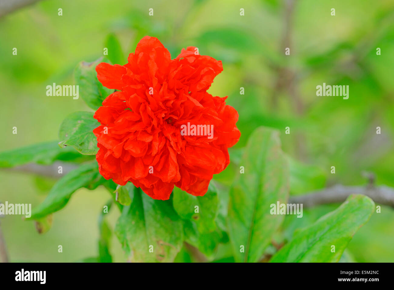 Granatapfelbaum (Punica Granatum), Blume Stockfoto