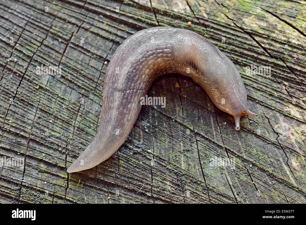 Baum-Slug (Lehmannia Marginata), North Rhine-Westphalia, Deutschland Stockfoto