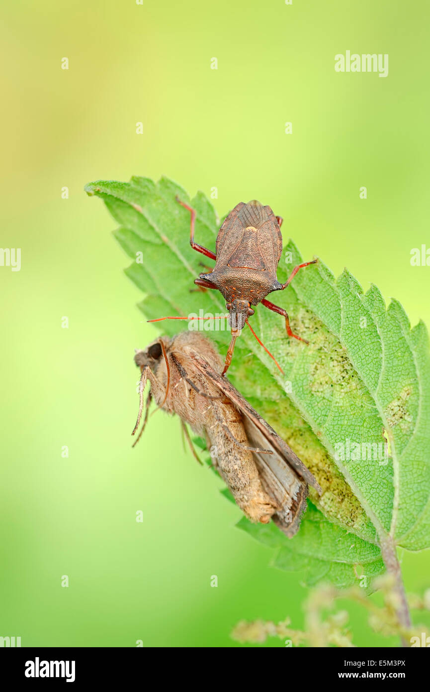 Stachelige Shieldbug, Spike geschultert stinken Bug oder Stinkbug (Picromerus bidens) mit beschlagnahmt Moth, North Rhine-Westphalia, Deutschland Stockfoto