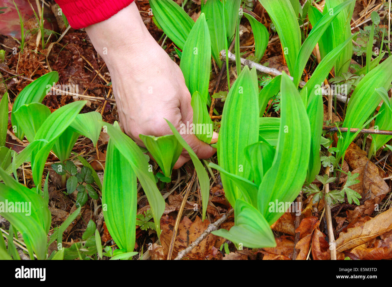 Hand-Tränen-Bärlauch im Frühlingswald - Allium ursinum Stockfoto