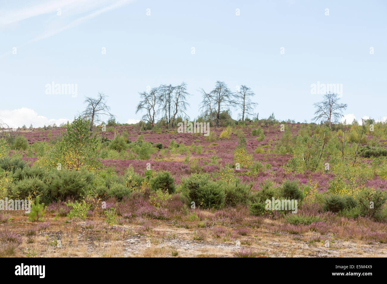 Lila Heidekraut bedeckt Heide im Sommer, Frensham Teiche in der Nähe von Farnham, mit Skeletten von verbrannte Bäume aus Heide Brände Stockfoto