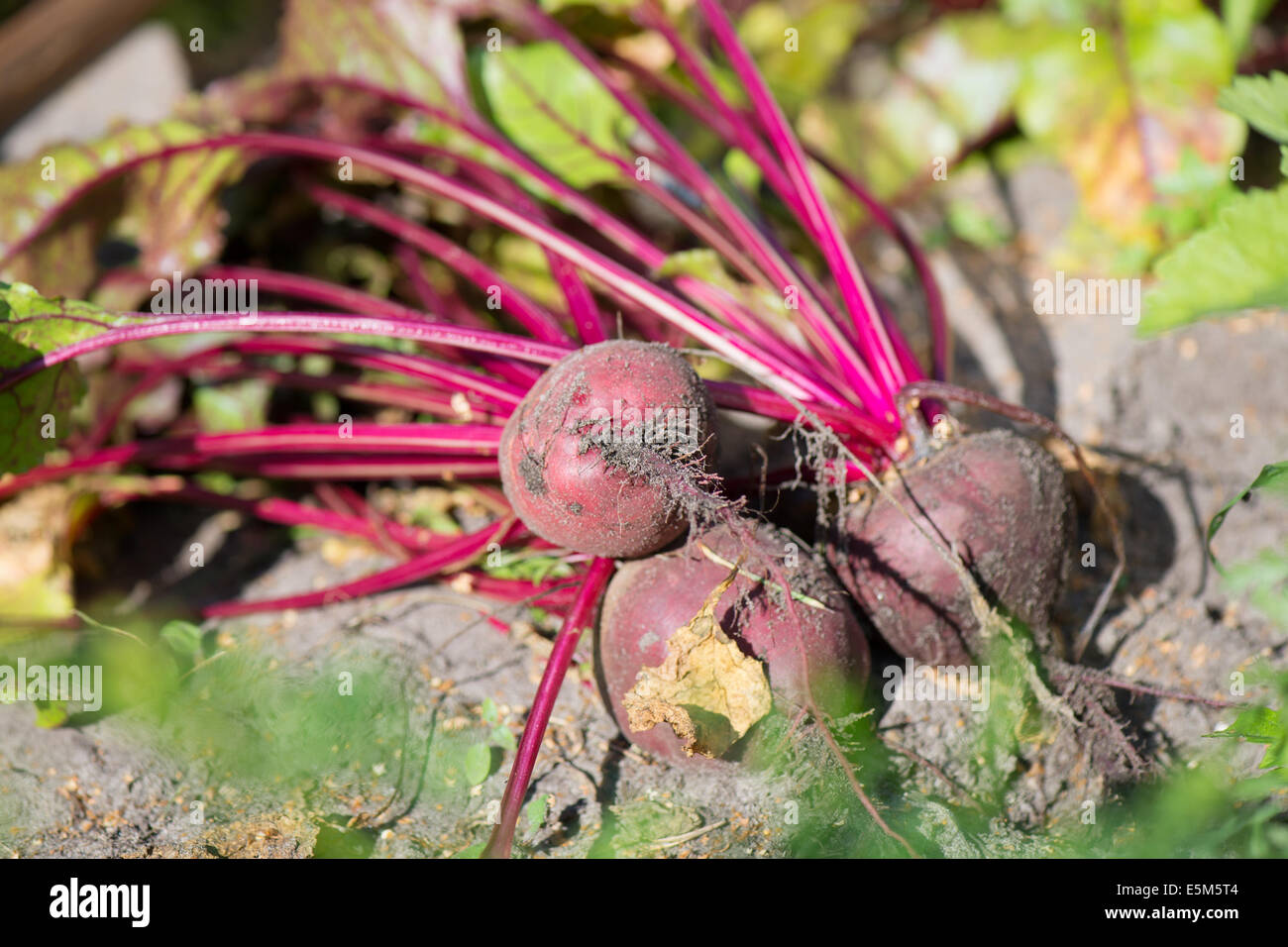 Ernte von Zuckerrüben Wurzeln im Gemüsegarten Stockfoto