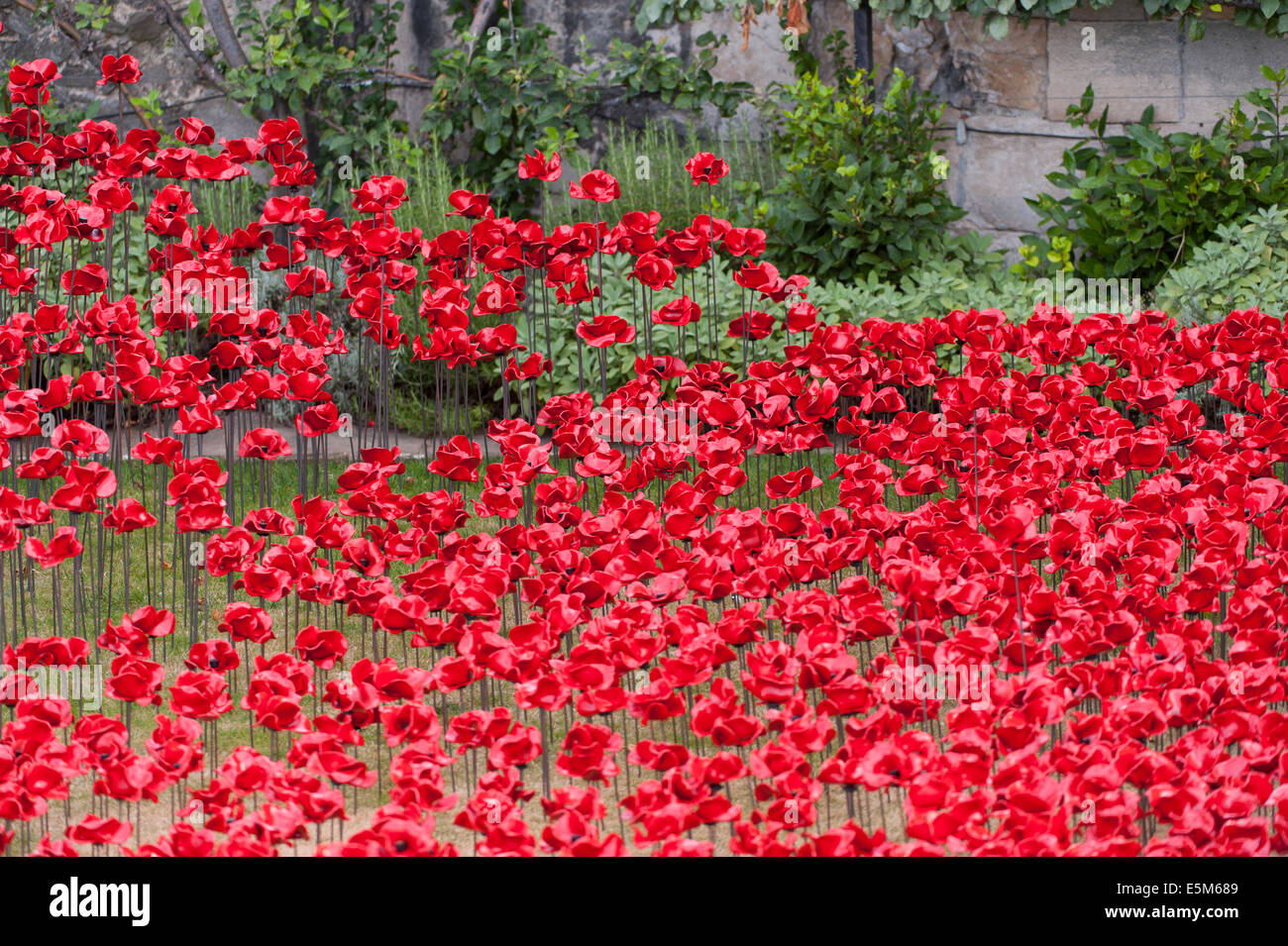 Der Tower of London, UK. 4. August 2014. Um den Verlust der britischen militärischen Todesfälle im 1. Weltkrieg gedenken, Blut Mehrfrequenzdarstellung Länder und Meere von Red von Paul Cummins verfügt über Tausende von Keramik Mohn Gießen aus dem Turm in den Burggraben und werden offiziell am 5. August bekannt gegeben. Insgesamt 888.246 Mohn wird mit der endgültigen Mohn gepflanzt am 11. November gepflanzt werden. Bildnachweis: Malcolm Park Leitartikel/Alamy Live-Nachrichten. Stockfoto