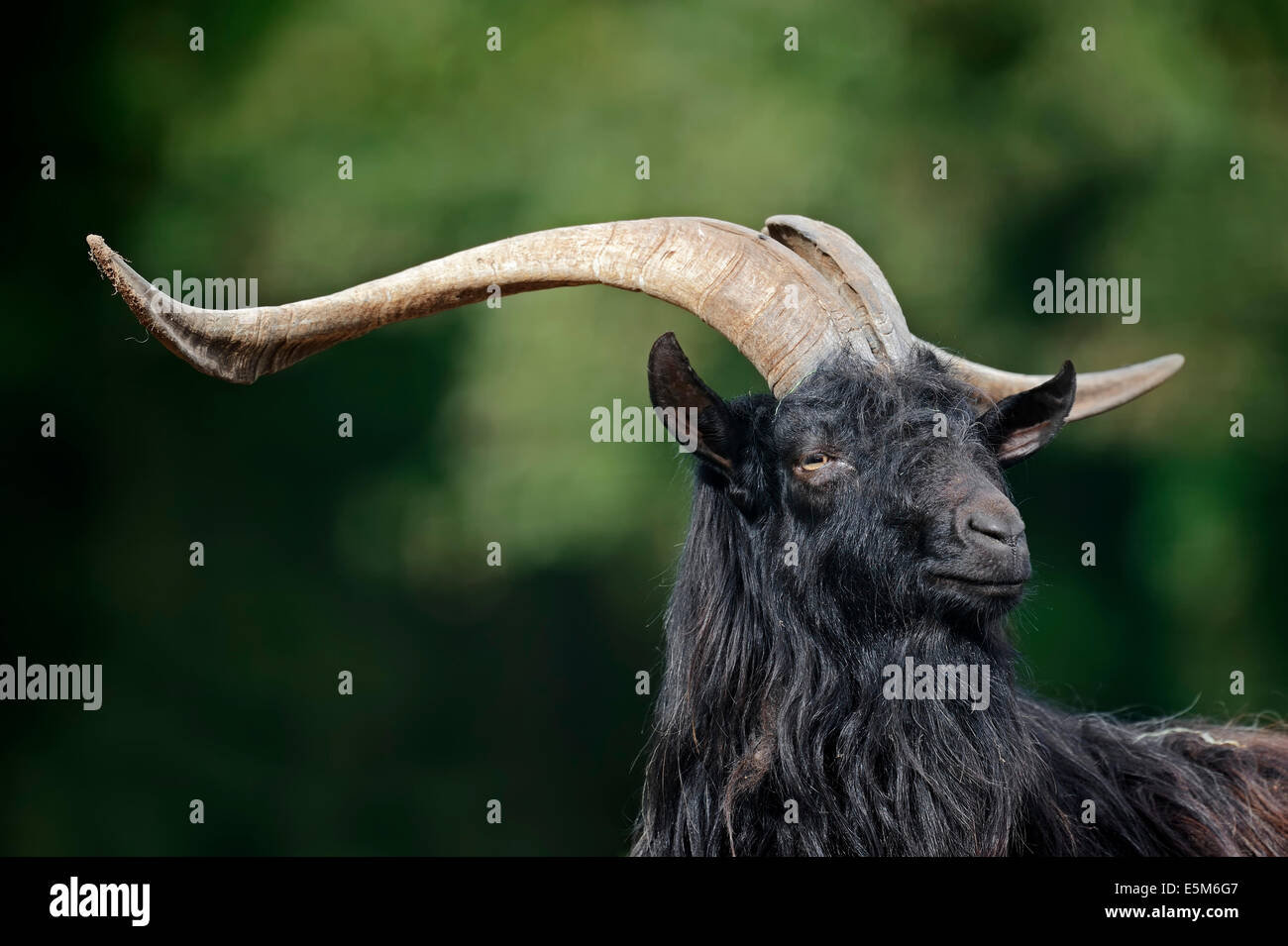 Walliser Blackneck Ziege (Capra Aegagrus F. Hircus), Männlich Stockfoto