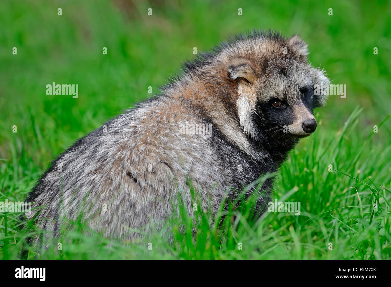 Marderhund oder Enok (Nyctereutes Procyonoides) Stockfoto