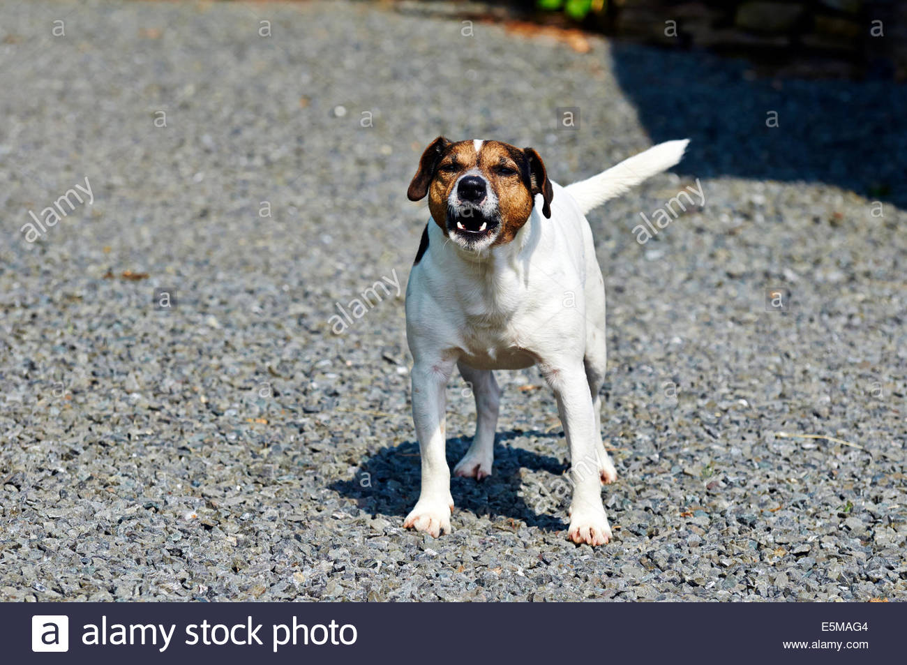 ein Jack Russell Hund zeigt Aggressionen durch Bellen und ein Jack Russell Hund zeigt Aggressionen durch Bellen und