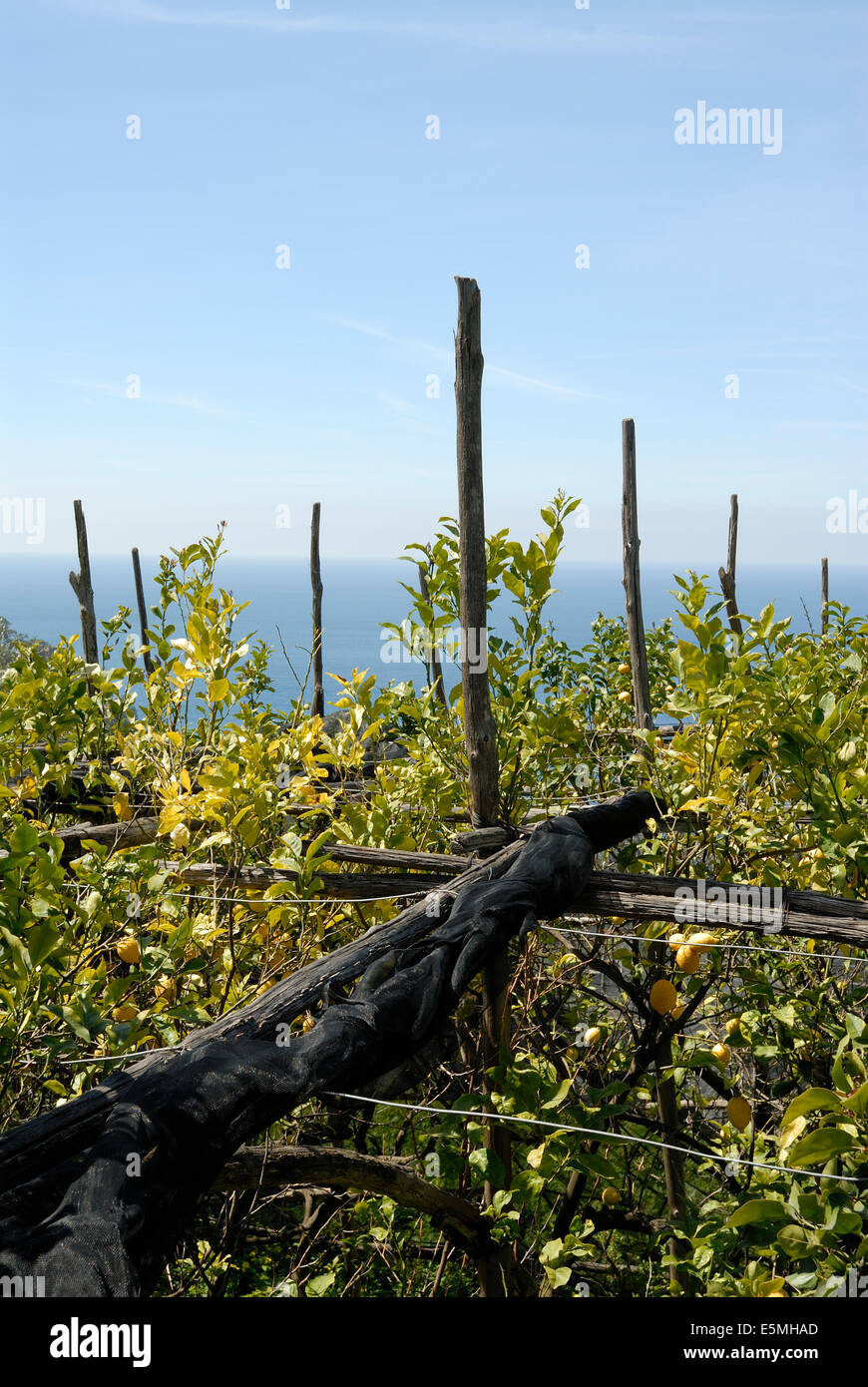 Zitronenbäume wachsen auf der Sorrentinischen Halbinsel Sorrent Italien Stockfoto