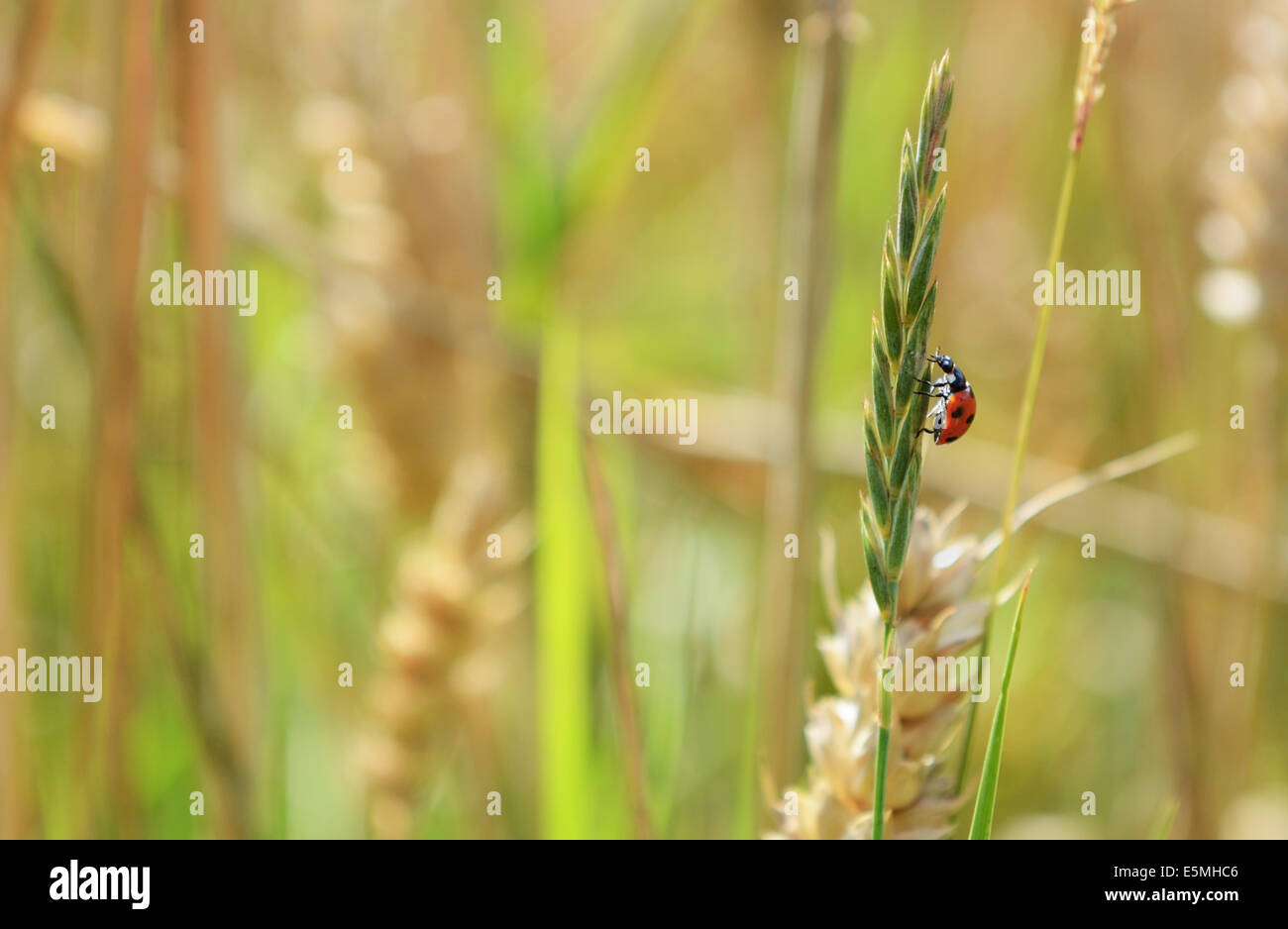 Sieben vor Ort Marienkäfer oder Marienkäfer klettert einen Graskopf Samen in einem Weizenfeld Stockfoto