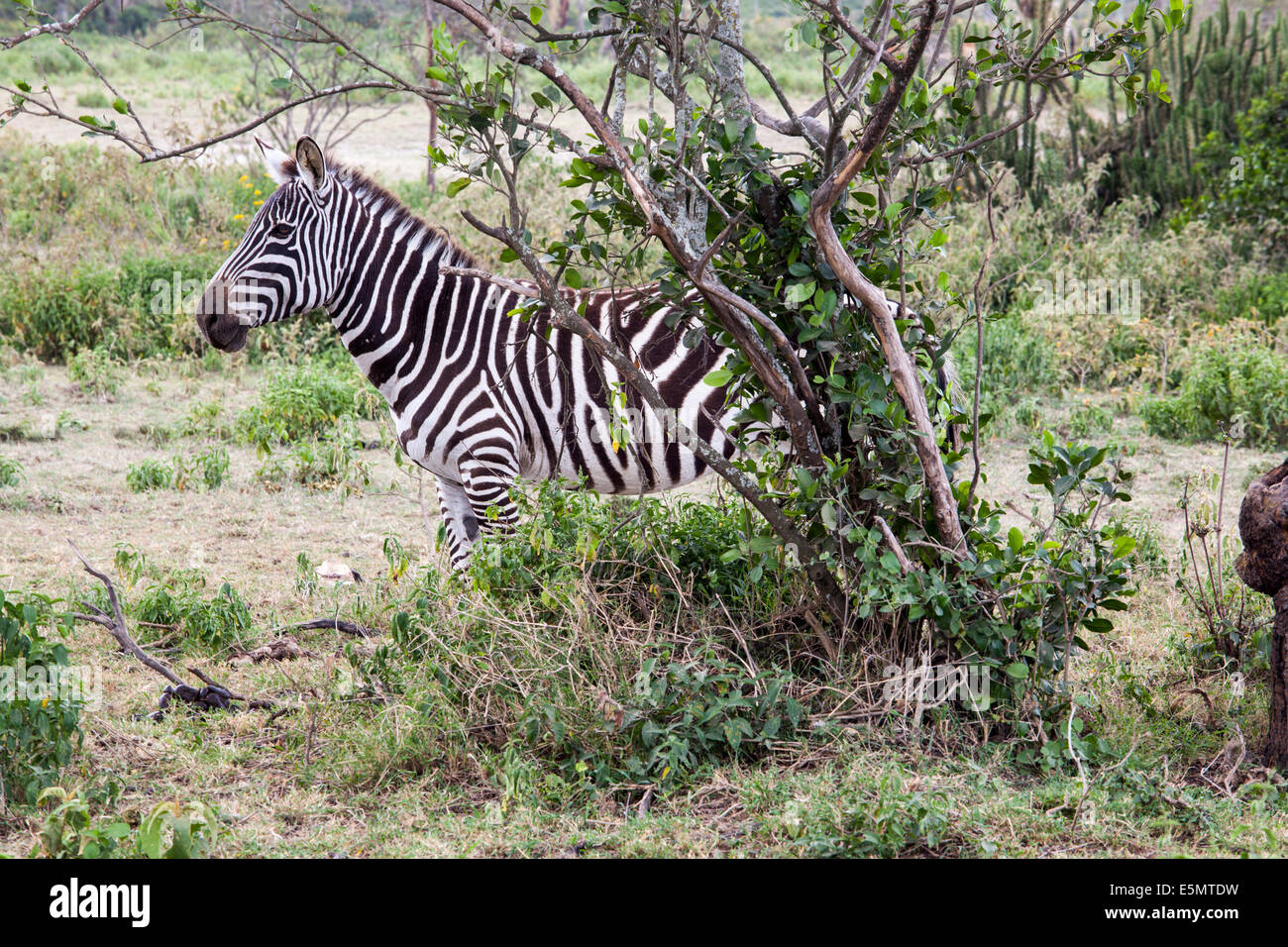 Zebra-Tarnung Stockfoto