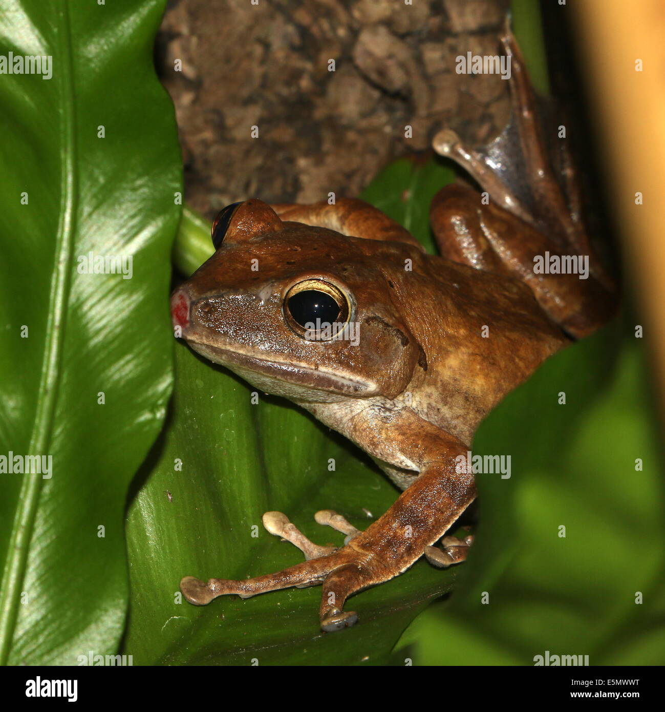 Gemeinsamen Laubfrosch oder vier gesäumten Laubfrosch (Polypedates Leucomystax) Nahaufnahme Stockfoto