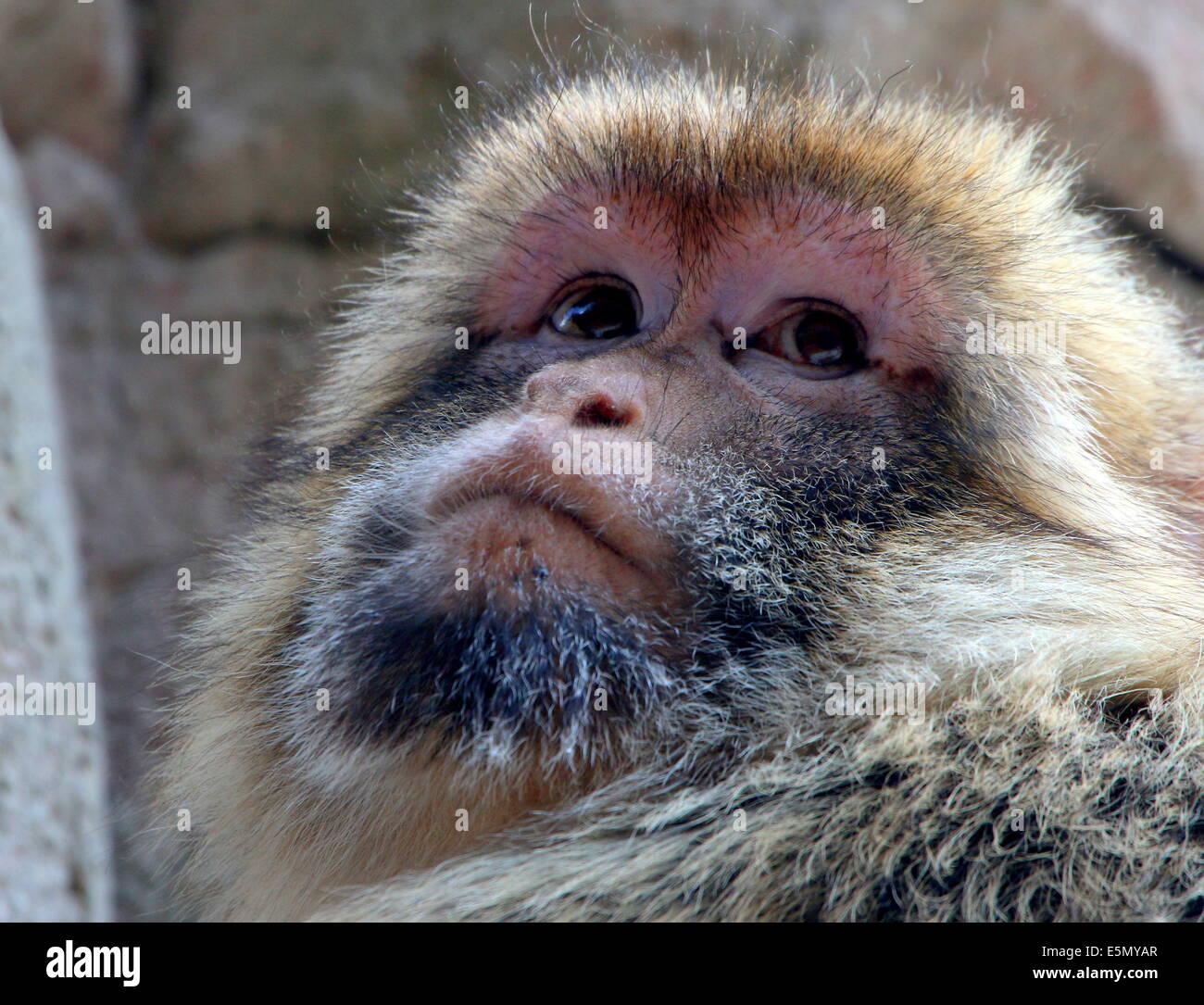 Nahaufnahme des Kopfes und der Fläche eines Berberaffe (Macaca Sylvanus) oder Barbary Affe Stockfoto