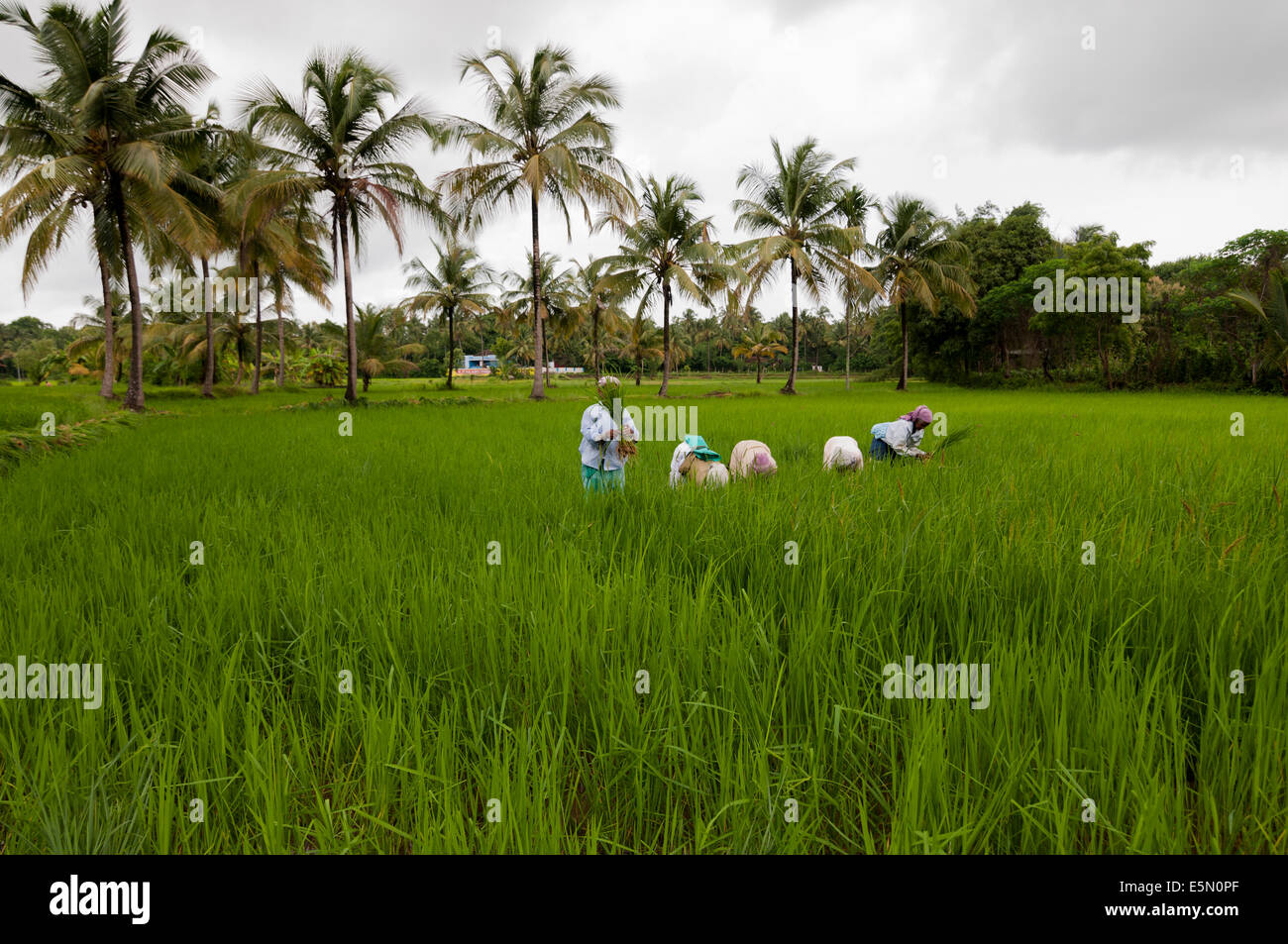 Frauen in den Reisfeldern, Palakkad, Kerala Indien Stockfoto
