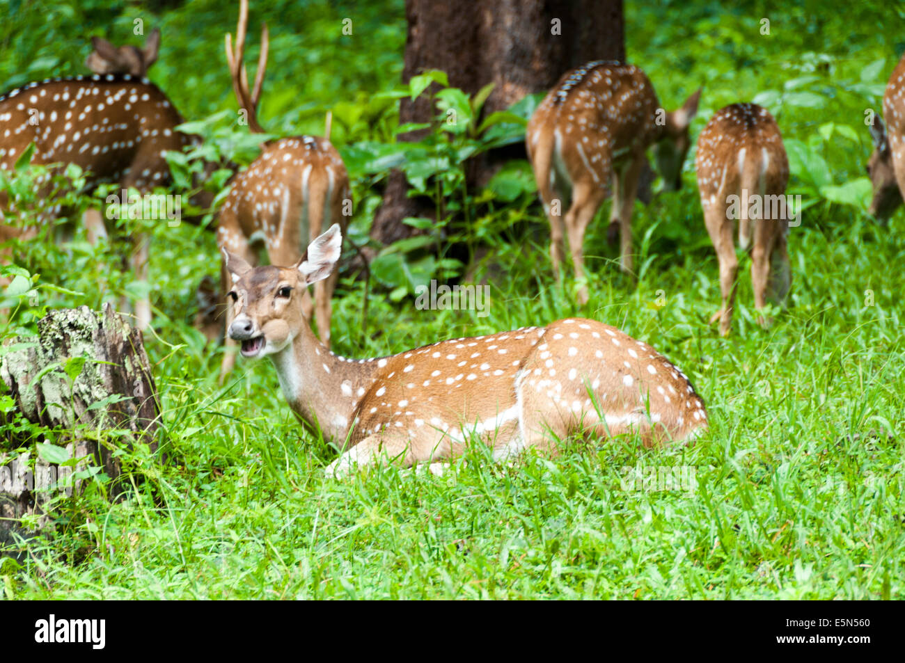 Gefleckte Rehe Herde in Parambikulam Wildlife Sanctuary Stockfoto