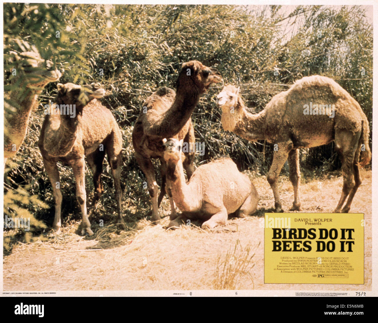 VÖGEL TUN ES, BIENEN TUN ES, 1974 Stockfoto