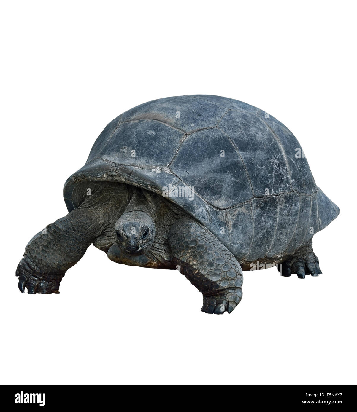 Galapagos-Giant Tortoise, Isolated On White Background Stockfoto