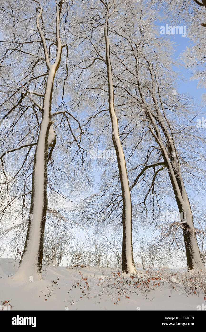 Europäische Buche oder Rotbuche im Winter (Fagus Sylvatica), North Rhine-Westphalia, Germany Stockfoto