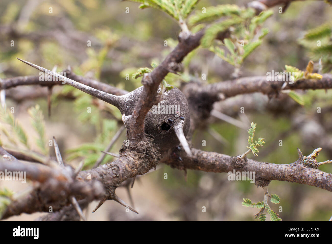 Thorn (Familie Fabaceae) Pfeifen Stockfoto