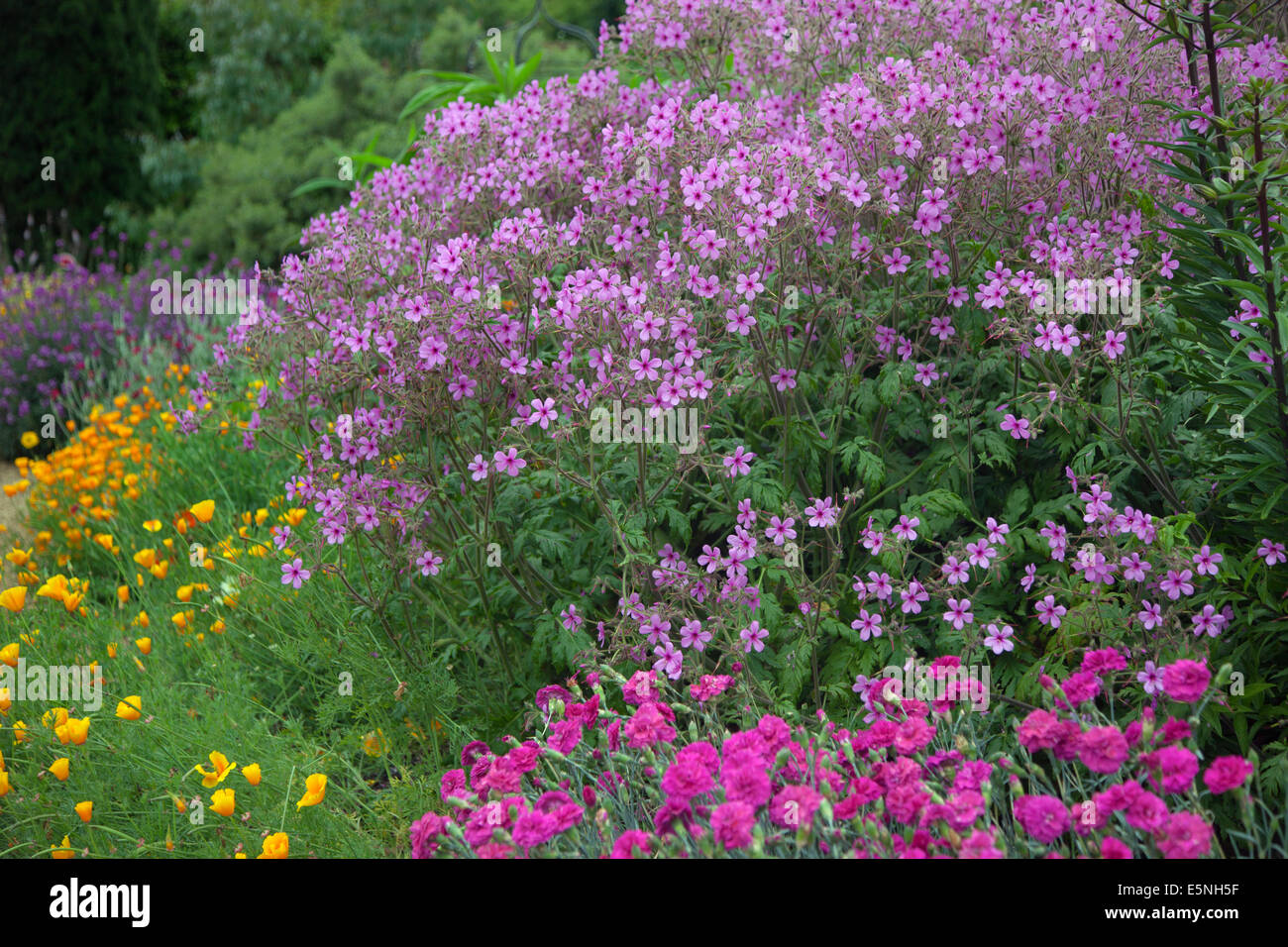 Geranium Maderense und Gartengewächshaus mit roten Geranien Stockfoto