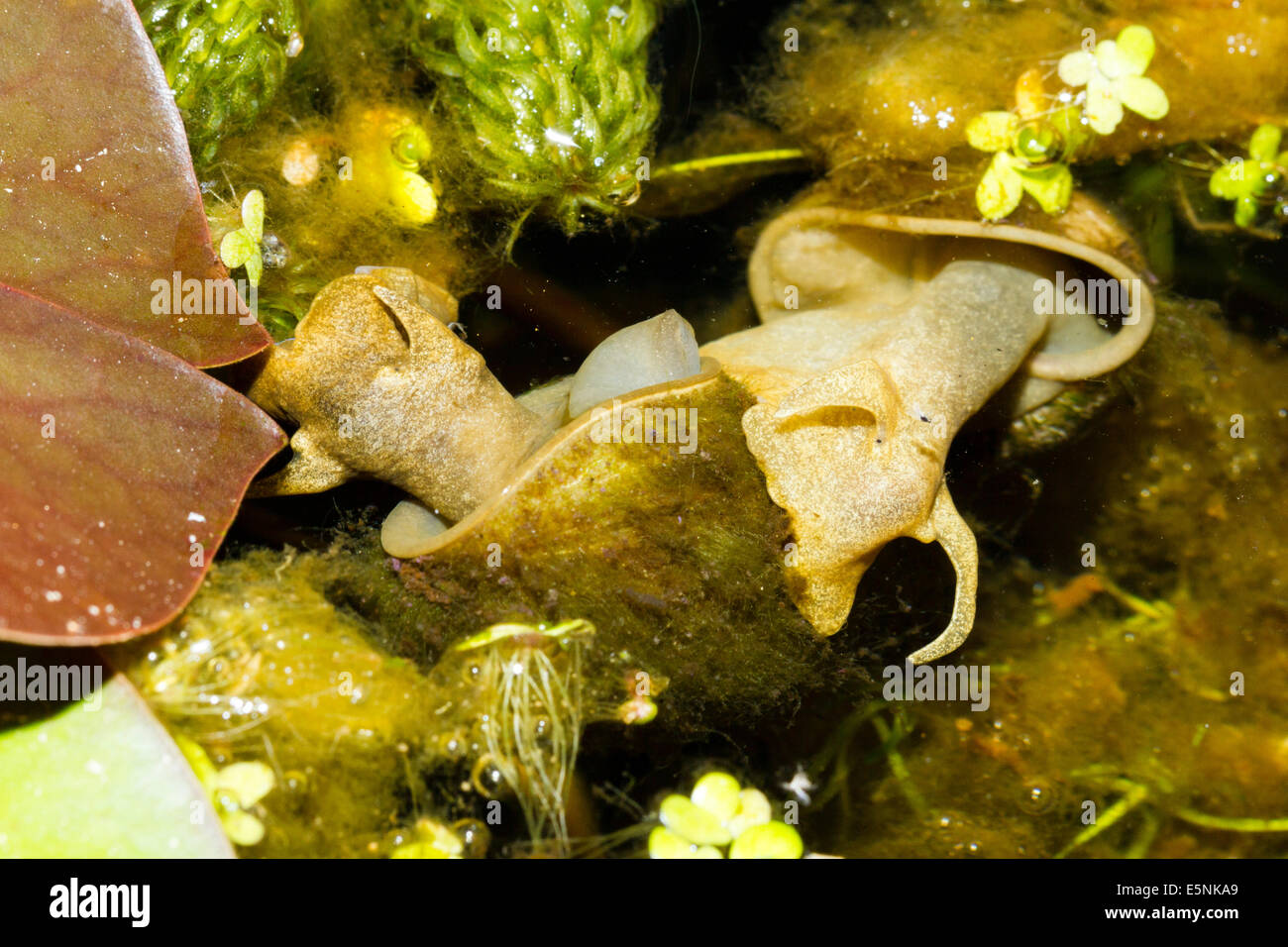 Großen Teich Schnecken (Lymnaea Stagnalis) England, UK Stockfoto