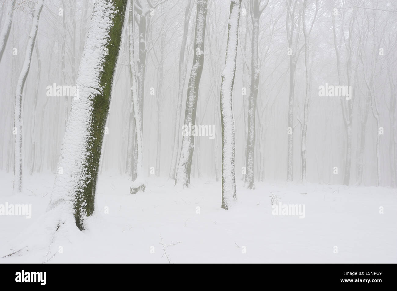 Europäische Buche oder Rotbuche Wald im Winter (Fagus Sylvatica), North Rhine-Westphalia, Germany Stockfoto