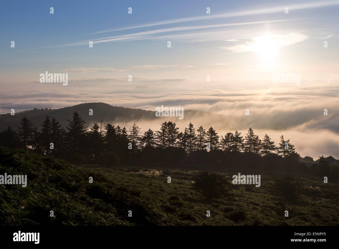 Am frühen Morgennebel füllt die Täler, die umliegenden Bodmin Moor von Stowes Hill, Bodmin Moor, Cornwall UK betrachtet Stockfoto