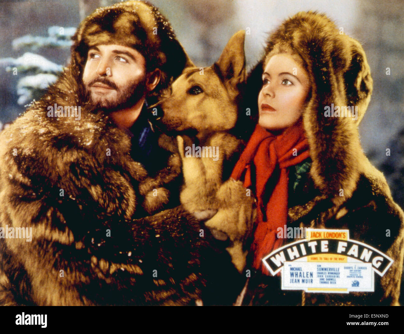 WHITE FANG, von links: Michael Whalen, Jean Muir, 1936. TM und Copyright © 20th Century Fox Film Corp. Alle Rechte vorbehalten. Stockfoto