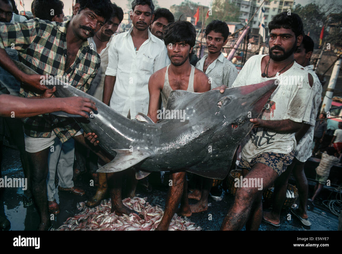 Eine Schaufel knallharte Gitarre Hai (Rhinosbatos Serviceabteilung) auf dem Fischmarkt von Bombay verkauft werden. Bombay, Indien Stockfoto