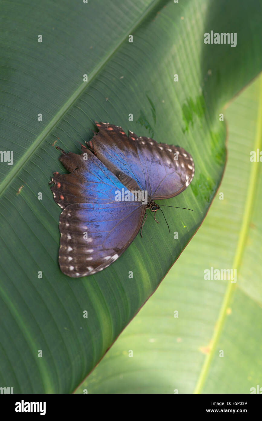 Blauen Morpho Schmetterling: Morpho Peleides. Zeigen schillernden blauen Farbe auf Flügel, im Schatten. In Gefangenschaft Stockfoto