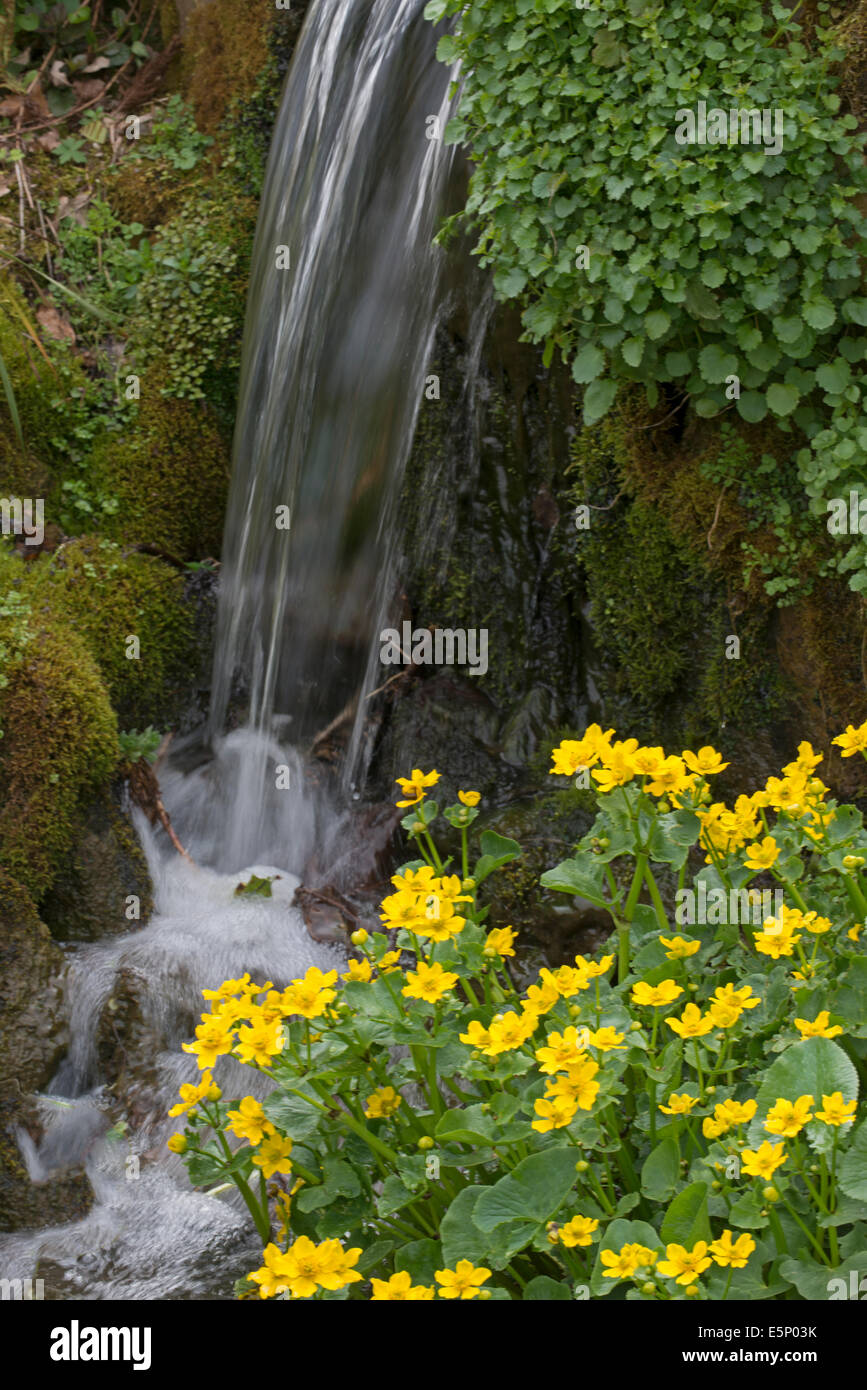 Marsh Marigold: Caltha Palustris. Surrey, England. Mit Wasserfall Stockfoto