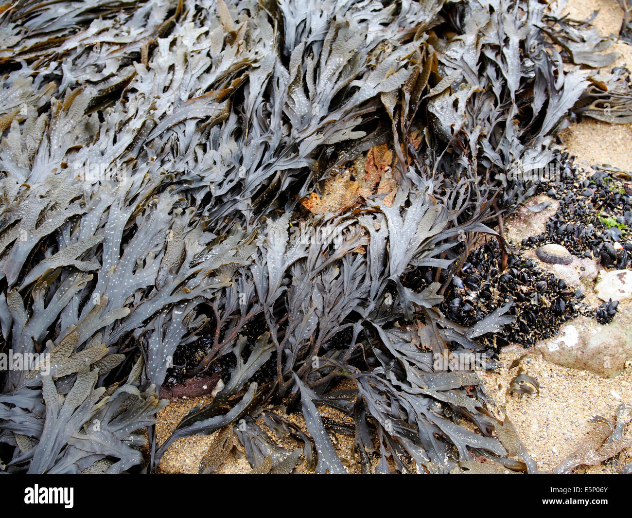 Challed Wrack Algen in der Gezeitenzone von einem irischen Strand Stockfoto