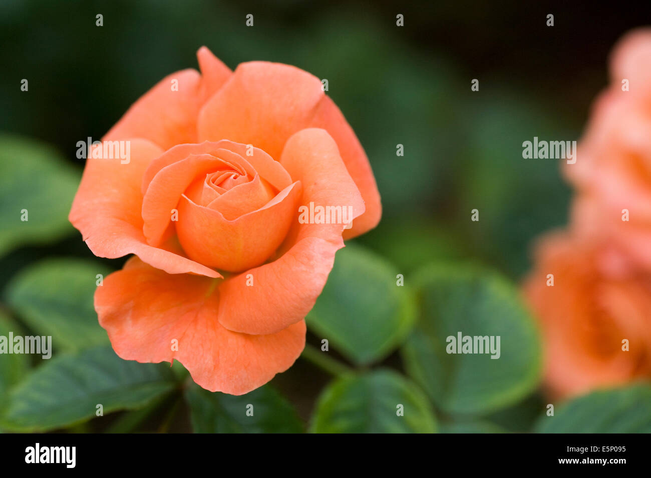 Rosa (Newsflash) "Kendutch". Orange Rose. Stockfoto