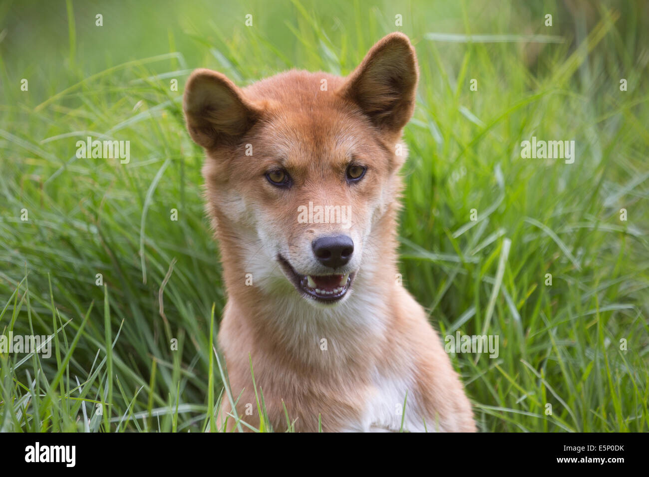 Australischen Dingo Stockfoto