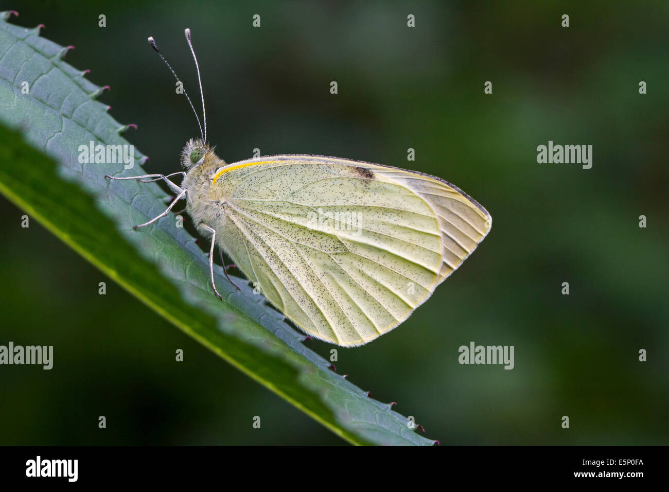 Kleine weiße / kleine Kohl weißen (Pieris Rapae) Schmetterling auf Blatt Stockfoto
