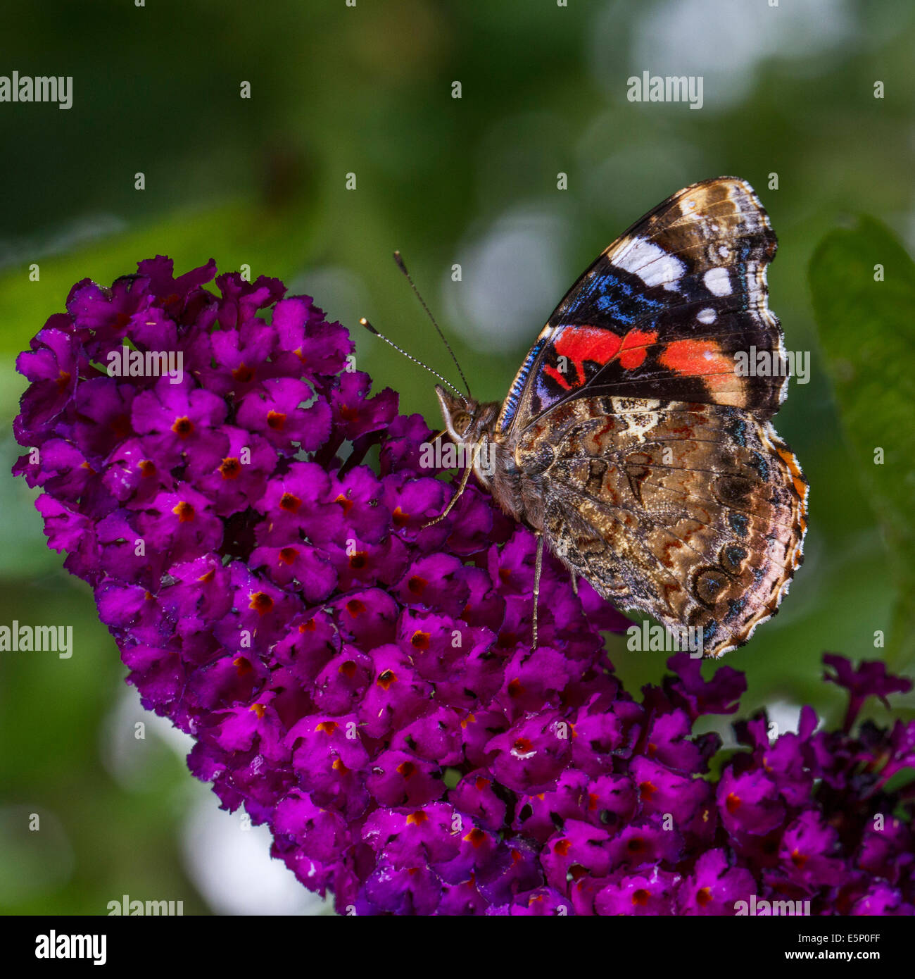 Red Admiral (Vanessa Atalanta) Schmetterling auf Sommer Flieder (Buddleja Davidii / Sommerflieder Davidii) in Blüte Stockfoto
