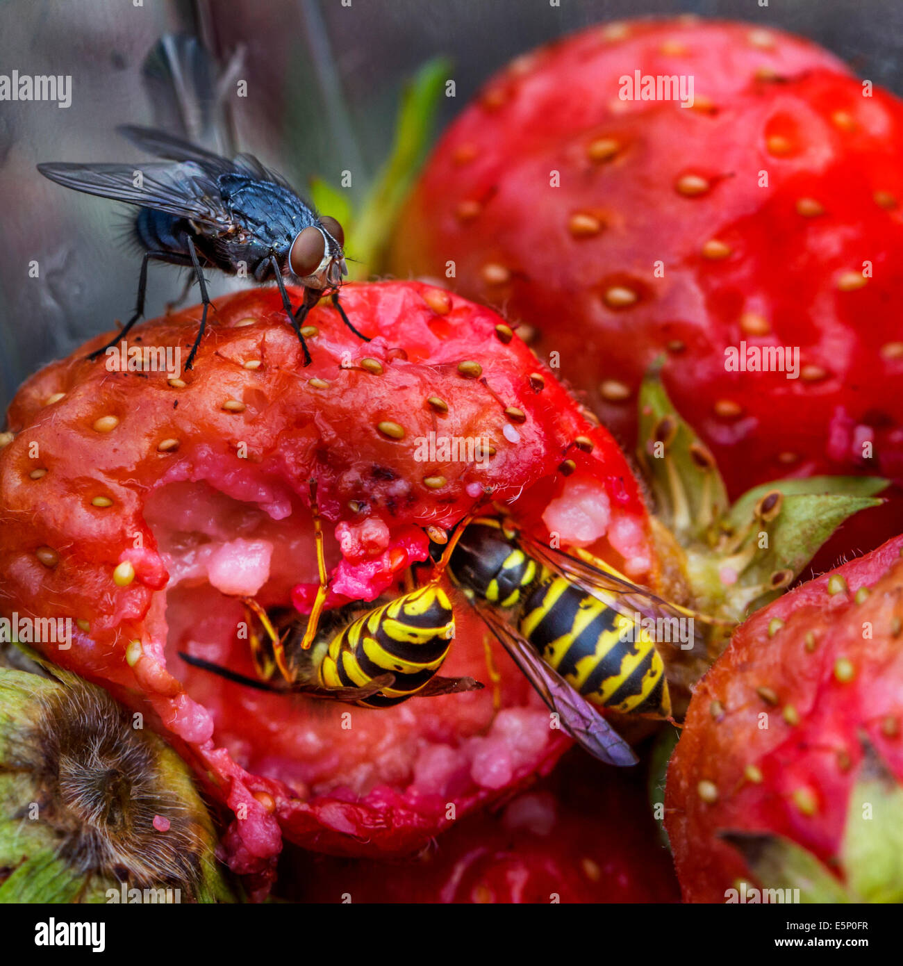 Wespen und fliegen essen faule Erdbeeren im Garten Stockfoto