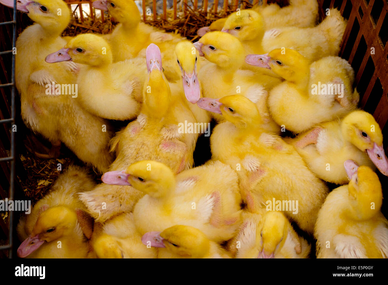 Junge Küken zum Verkauf auf dem Markt von Saint-Hilaire-du-Harcouet, Normandie, Frankreich Stockfoto