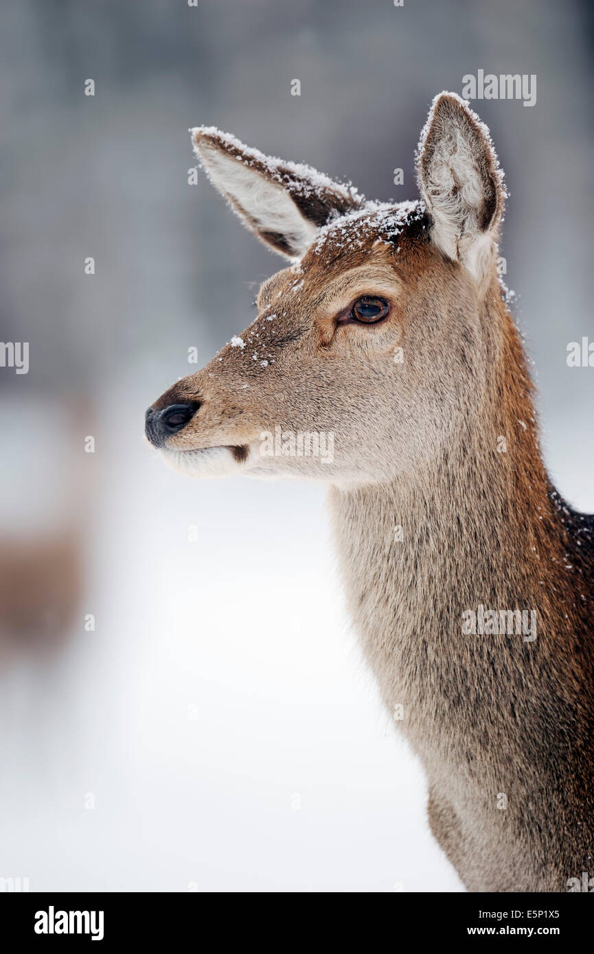 Rothirsch (Cervus Elaphus), weibliche in Winter, North Rhine-Westphalia, Deutschland Stockfoto