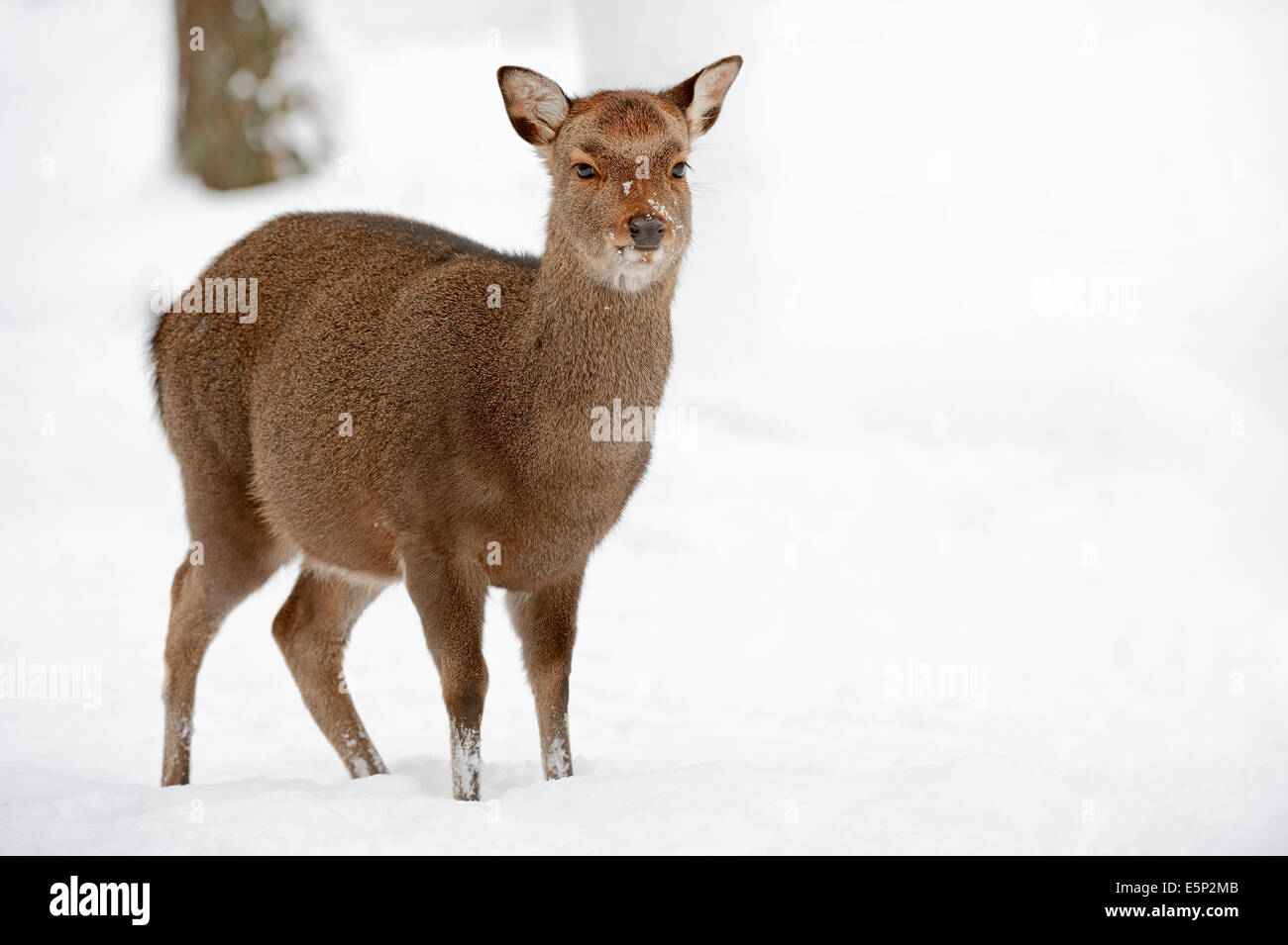 Japanische Sika Hirsche oder japanische Hirsch (Cervus Nippon Nippon), weibliche im winter Stockfoto