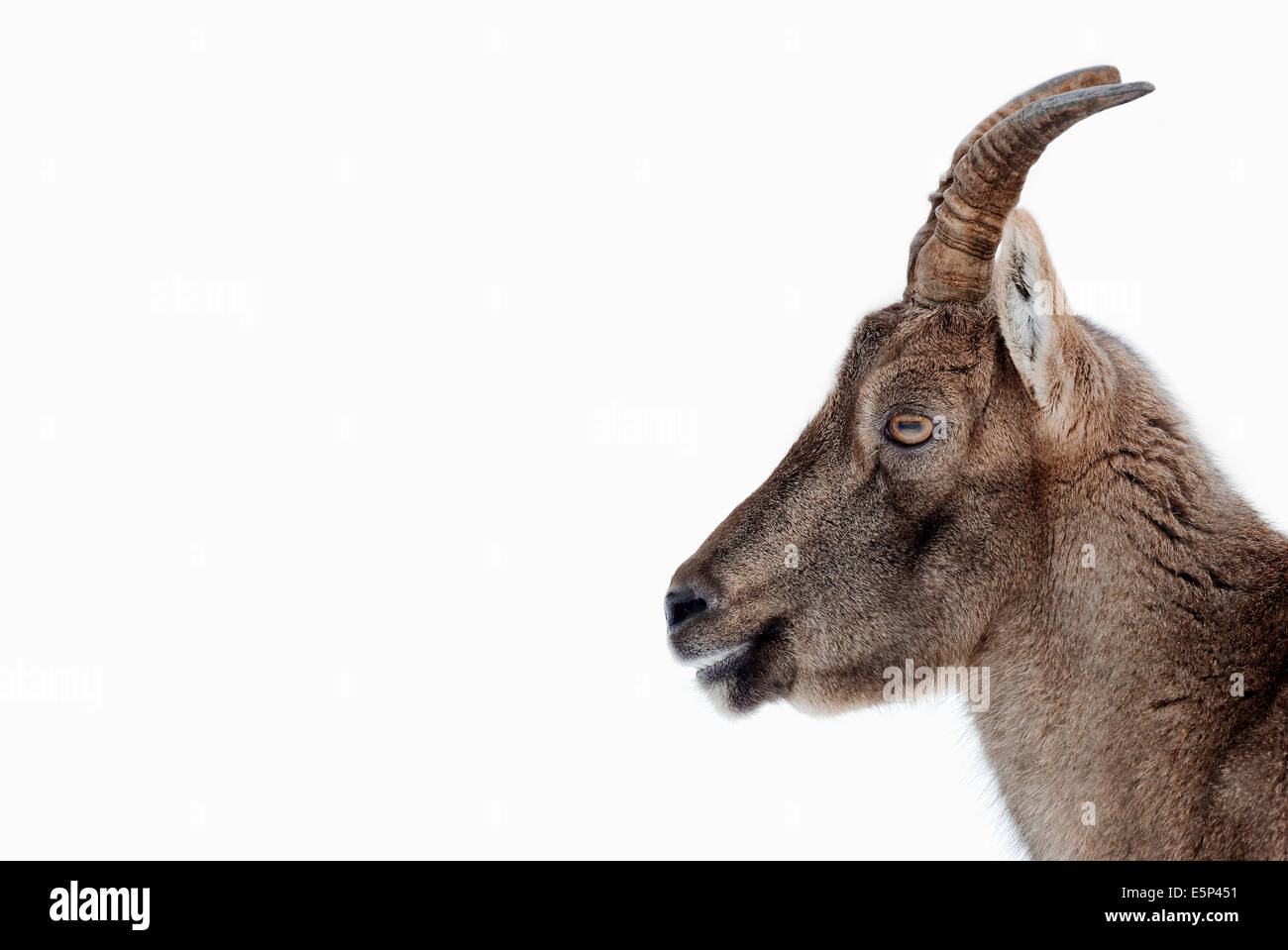 Alpensteinbock (Capra Ibex), Weiblich, im winter Stockfoto