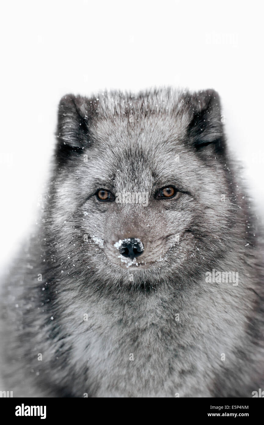 Polarfuchs, White Fox, Polarfuchs oder Snow Fox (Vulpes Lagopus, Alopex Lagopus) im winter Stockfoto