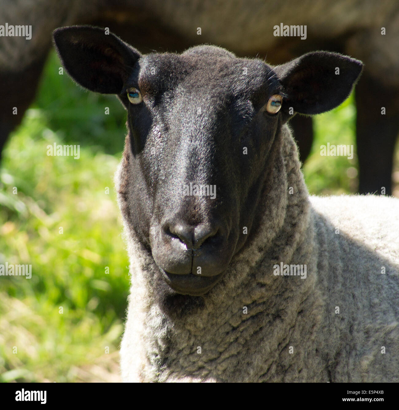 Schaf-Augen Stockfoto