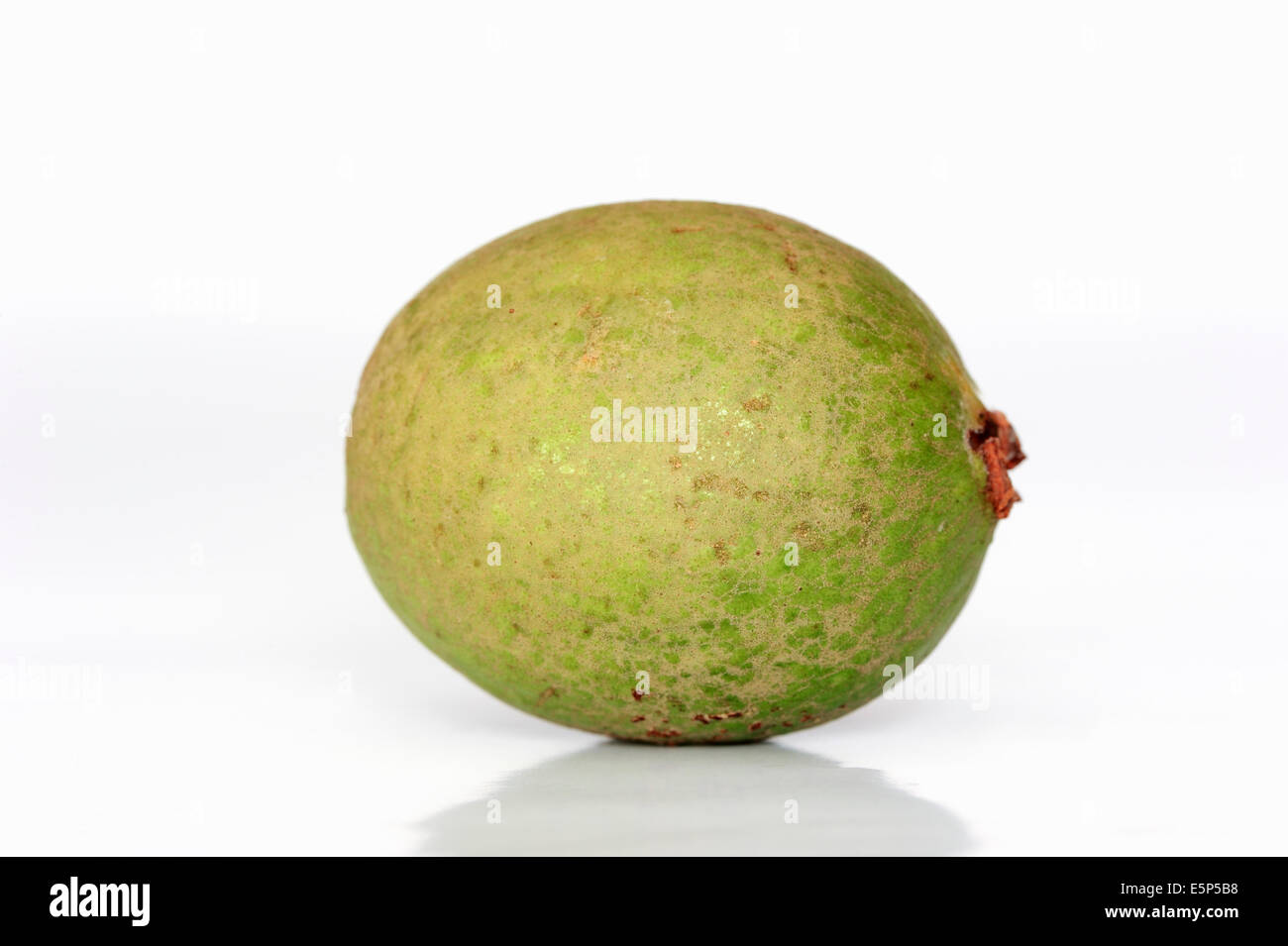 Gemeinsamen Guave oder Apfel Guave (Guave Guaja) Stockfoto